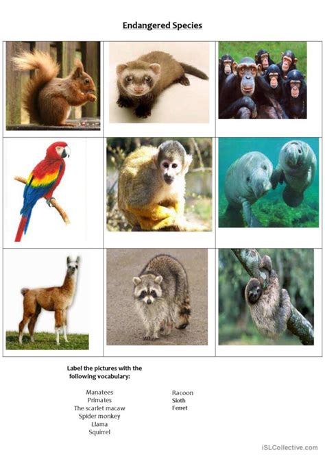 . matching endangered animals : English ESL worksheets pdf & doc