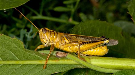 Control de plagas de saltamontes en Estados Unidos