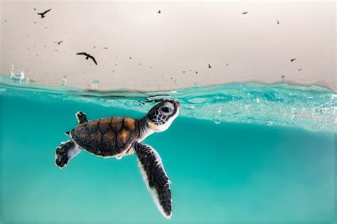 Underwater Photographer of the Year 2022: The winning photos | Mashable