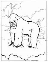 Gorilla Coloring Pages24  Free Printable coloring Pages Cute sketch template