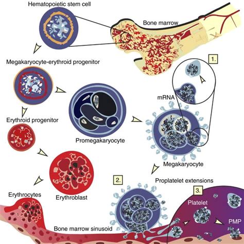 Platelet Research & Disorders | Di Paola Lab