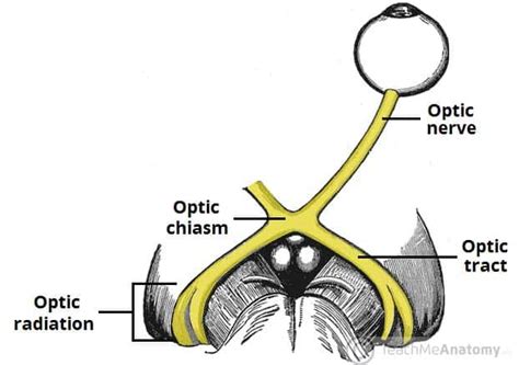 The Optic Nerve - Visual Pathway - Chiasm - Tract - TeachMeAnatomy