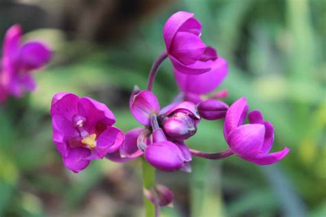 Types of Orchids in Thailand - Thinglish Lifestyle