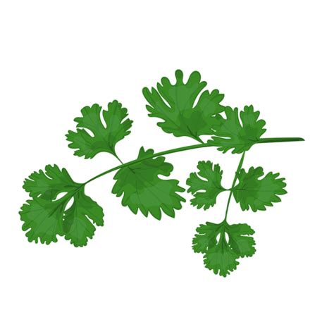 Cilantro Meaning, Healing, and Magical Uses – Herb Encyclopedia ...