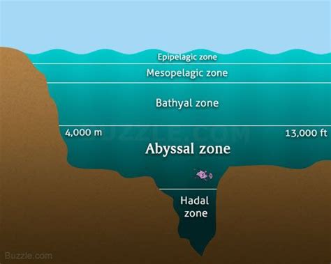 abyssal-zone-diagram | Ocean zones, Fun facts, Marine biology
