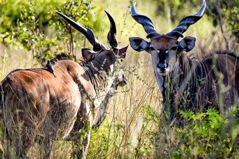 Senegal Safari Accommodaiton | Fathala Wildlife Reserve