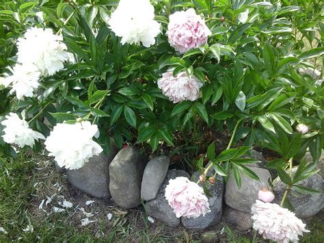 A Few Things About Peonies | cindyricksgers