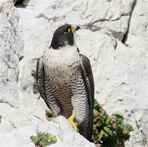 Terrestrial wildlife | Parc national des Calanques