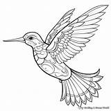 Ruby Throated Hummingbird Coloring Pages  Free & Printable sketch template