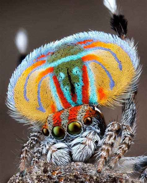 Male Maratus volans courtship display Central Coast NSW Australia #peacock_spider #maratus # ...