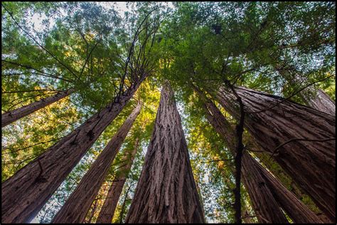 Redwood Trees in Muir Woods CA [OC] [42982874] | Redwood tree, Muir woods, Tree