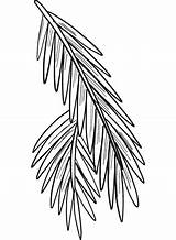 Evergreen Tree Branch coloring page  Free Printable Coloring Pages sketch template