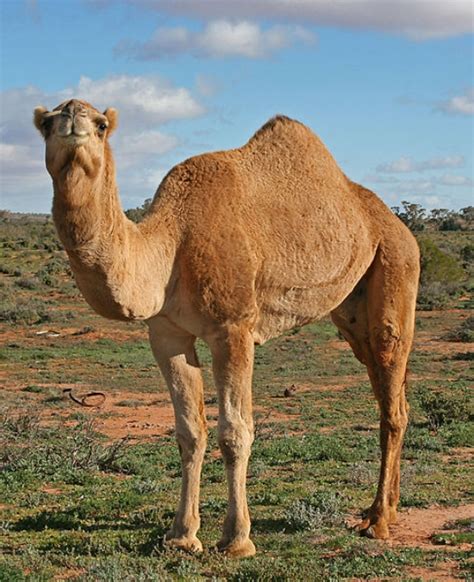 ANIMAL OF THE WORLD: A camel is an even-toed ungulate