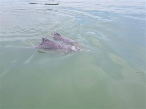 Pink Dolphin Conservation Tour (Full Day) - Khanom, Thailand