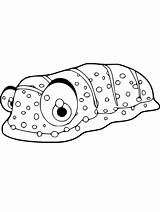 Sea Cucumber Coloring Pages sketch template