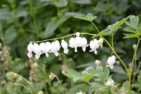 LAMPROCAPNOS spectabilis ‘Alba’ - Avondale Nursery