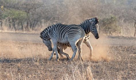 Two Zebra Stallions [equus Quagga] Fighting Each Other during Golden ...