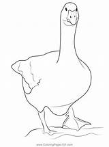 Free Printable Goose Coloring Pages Coloring Pages sketch template