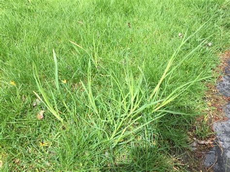 Perennial Grassy Weeds • Chippers Inc.