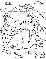Cute Walruses coloring Page  Free And Printable sketch template