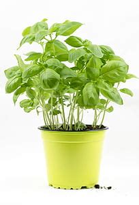 Royalty-Free photo: Green potted plant in white ceramic pot beside white window blinds | PickPik