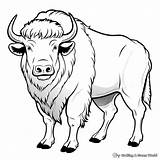 Bison Coloring Pages  Free & Printable sketch template