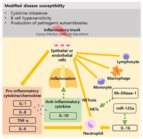 JCM | Free Full-Text | Systemic Lupus Erythematosus and Lung Involvement: A Comprehensive Review