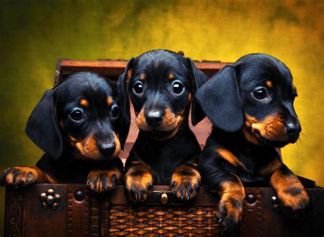 Dachshund Trivia: Here are 10 fascinating dog facts you should know about the adorable Dachshund ...