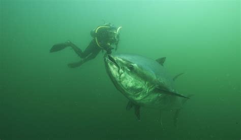 Bluefin tuna in P.E.I. are so hungry they no longer fear humans | Canada's National Observer ...