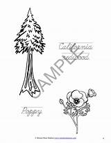 Longleaf Pine Tree Coloring Page sketch template