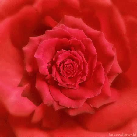 Rose GIF - Rose - Discover & Share GIFs Rosas Gif, Op Art, Potpourri, Visual Artist, Animated ...