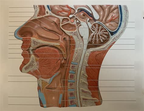 Sagittal Section Of The Upper Respiratory Tract Diagr - vrogue.co