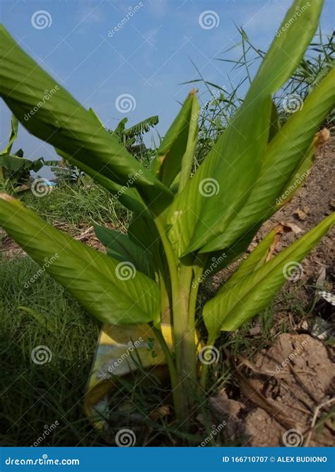 Temu Lawak Tree for Medicinal Ingredients and Herbal Medicine Stock ...