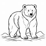 Real Bear Coloring Pages sketch template