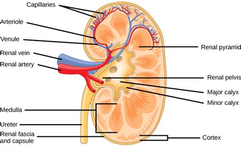 The Kidneys and Osmoregulatory Organs · Biology