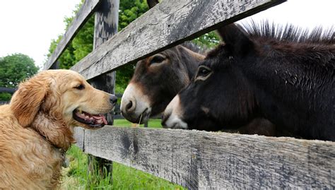 Farm Dogs: Introducing your pup to life on the farm