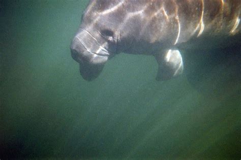 Snorkeling With The Manatees (Homosassa) - 2020 All You Need to Know BEFORE You Go (with Photos ...