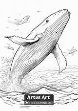 Humpback Whale Coloring Page  coloring pages Drawing sketch template