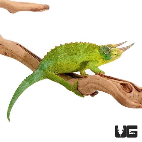 Jacksons Chameleons (Trioceros jacksonii) For Sale - Underground Reptiles