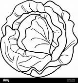 Black And White Cartoon Illustration Of Cabbage Or Lettuce For Coloring  sketch template