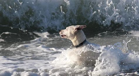 dog, water, sea, wave, beach, fun, water dog, play, hybrid, cooling, pet | Pikist