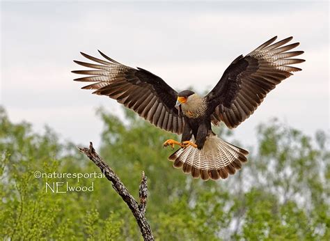 South Texas Photography Trip | Focusing on Wildlife