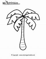 Palm Tree Coloring Page  A Free Nature Printable sketch template
