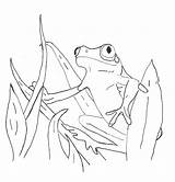 Free Printable Frog Coloring Pages For Kids sketch template