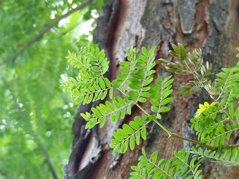 Honey Locust - A Sweet Tree to Plant - CLC Tree Services