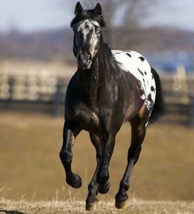 HD Animals Wallpapers: Black Appaloosa Horse