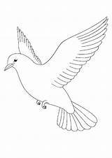 Coloring Pages  Pigeon Coloring For Kids sketch template