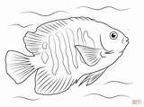Angelfish Coloring Page Pages sketch template