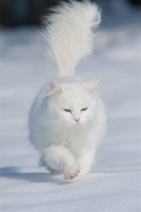 white long haired cat walking in the snow like a boss #whitecat | Angora cats, Beautiful cats ...