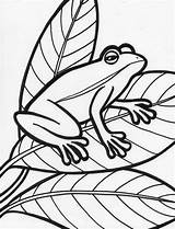Frog Printable Coloring Pages sketch template